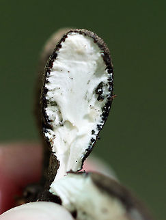 Dead Man's Fingers - Xylaria polymorpha The last time I found this fungus, I got a blurry cross-section photo. This time, I determined to get a better shot, but this is nearly as bad.

The little black dots around the edges are called perithecia. The perithcia have a layer of asci, which contain the ascospores.

Habitat: Growing on rotting wood in a mixed forest
https://www.jungledragon.com/image/89725/dead_mans_fingers_-_xylaria_polymorpha.html Dead Man's Fingers,Geotagged,Summer,United States,Xylaria polymorpha