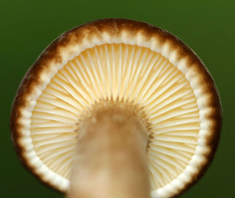 Lactarius lignyotus Cap was brown and velvety. The gills were cream-colored. Stipe was brown.

Habitat: Mixed forest
https://www.jungledragon.com/image/89728/lactarius_lignyotus.html Geotagged,Lactarius lignyotus,Summer,United States,lactarius