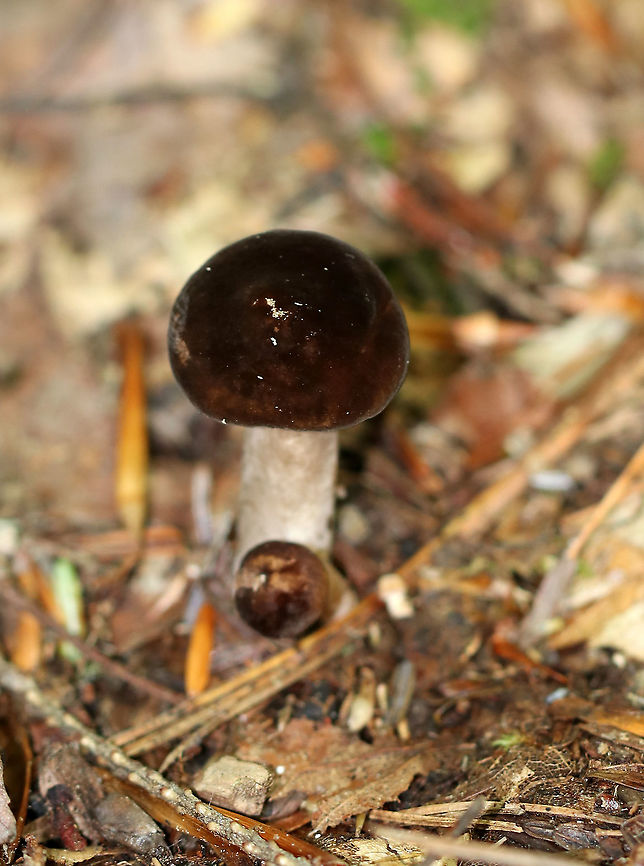 Lactarius lignyotus Cap was brown and velvety. The gills were cream-colored. Stipe was brown.<br />
<br />
Habitat: Mixed forest<br />
<figure class="photo"><a href="https://www.jungledragon.com/image/89727/lactarius_lignyotus.html" title="Lactarius lignyotus"><img src="https://s3.amazonaws.com/media.jungledragon.com/images/3232/89727_thumb.jpg?AWSAccessKeyId=05GMT0V3GWVNE7GGM1R2&Expires=1759968010&Signature=VhpCS6dMcoG%2BePyAiTGH%2BvJVDvc%3D" width="200" height="170" alt="Lactarius lignyotus Cap was brown and velvety. The gills were cream-colored. Stipe was brown.<br />
<br />
Habitat: Mixed forest<br />
https://www.jungledragon.com/image/89728/lactarius_lignyotus.html Geotagged,Lactarius lignyotus,Summer,United States,lactarius" /></a></figure> Geotagged,Lactarius lignyotus,Summer,United States