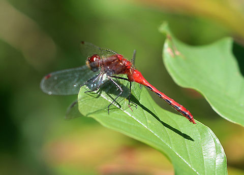 White-faced Meadowhawk (Male) - Sympetrum obtrusum Habitat: Pondside Geotagged,Meadowhawk,Summer,Sympetrum obtrusum,United States,White-faced Meadowhawk,dragonfly