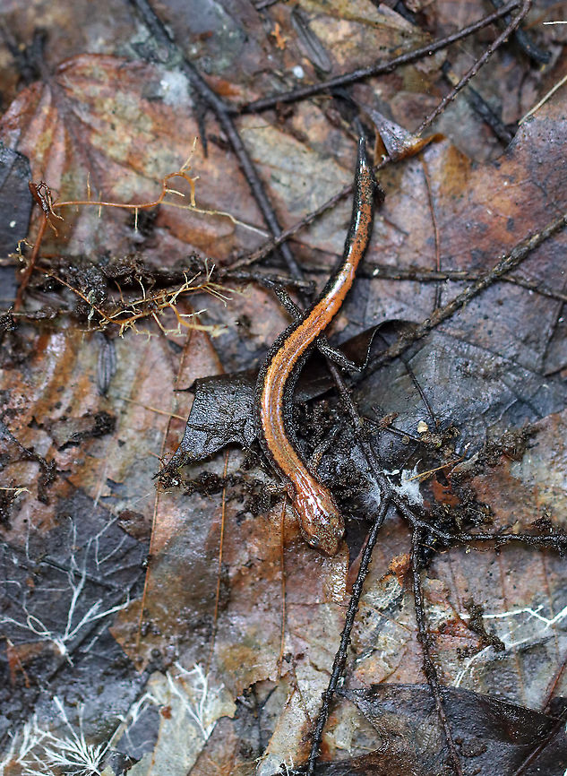 Red-backed Salamander - Plethodon cinereus Habitat: Mixed forest Geotagged,Plethodon,Plethodon cinereus,Red- backed salamander,Summer,United States,salamander