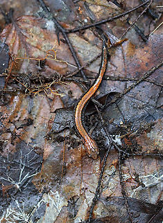 Red-backed Salamander - Plethodon cinereus Habitat: Mixed forest Geotagged,Plethodon,Plethodon cinereus,Red- backed salamander,Summer,United States,salamander