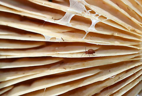Globular Springtail - Ptenothrix unicolor Habitat: Lactarius sp. mushroom gills, along with many other critters! Geotagged,Ptenothrix unicolor,Summer,United States,globular springtail,springtail