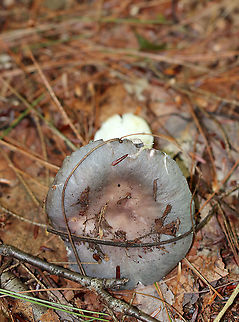 Variable Russula - Russula variata The cap was mottled purple with a pinkish-brown sunken center. White, forked gills that were close and brittle. White stem.

Habitat: Mixed forest Geotagged,Russula variata,Summer,United States,mushroom,russula,variable russula