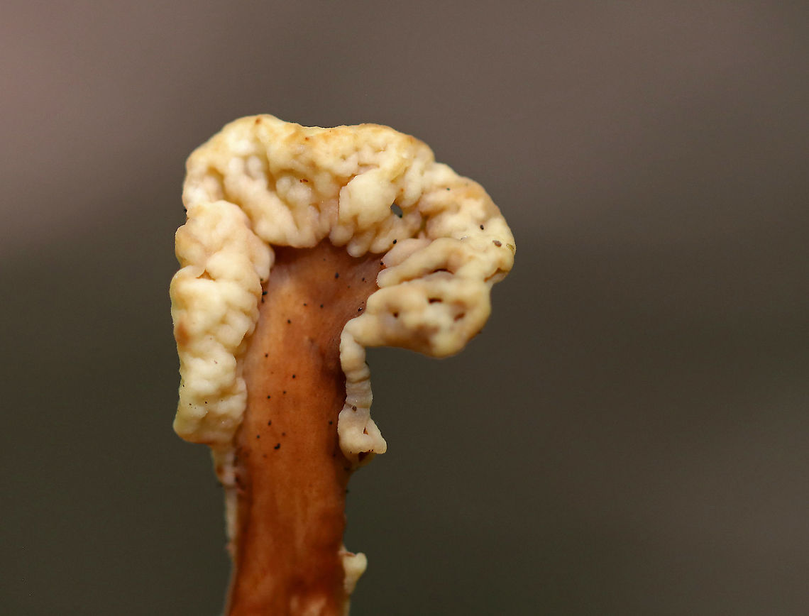 Fairy Fan Fungus - Spathulariopsis velutipes Habitat: Growing on the ground in a mixed forest<br />
<figure class="photo"><a href="https://www.jungledragon.com/image/89735/fairy_fan_fungus_-_spathulariopsis_velutipes.html" title="Fairy Fan Fungus - Spathulariopsis velutipes"><img src="https://s3.amazonaws.com/media.jungledragon.com/images/3232/89735_thumb.jpg?AWSAccessKeyId=05GMT0V3GWVNE7GGM1R2&Expires=1769040010&Signature=g0LpfpHMsSCkvNXC45NDAiRHehg%3D" width="122" height="152" alt="Fairy Fan Fungus - Spathulariopsis velutipes Habitat: Growing on the ground in a mixed forest<br />
https://www.jungledragon.com/image/89733/fairy_fan_fungus_-_spathulariopsis_velutipes.html<br />
https://www.jungledragon.com/image/89734/fairy_fan_fungus_-_spathulariopsis_velutipes.html Geotagged,Spathulariopsis velutipes,Summer,United States" /></a></figure><br />
<figure class="photo"><a href="https://www.jungledragon.com/image/89734/fairy_fan_fungus_-_spathulariopsis_velutipes.html" title="Fairy Fan Fungus - Spathulariopsis velutipes"><img src="https://s3.amazonaws.com/media.jungledragon.com/images/3232/89734_thumb.jpg?AWSAccessKeyId=05GMT0V3GWVNE7GGM1R2&Expires=1769040010&Signature=M%2F85dFIVmKs2KN3qBkxizNXbKvU%3D" width="200" height="196" alt="Fairy Fan Fungus - Spathulariopsis velutipes Habitat: Growing on the ground in a mixed forest<br />
https://www.jungledragon.com/image/89733/fairy_fan_fungus_-_spathulariopsis_velutipes.html<br />
https://www.jungledragon.com/image/89735/fairy_fan_fungus_-_spathulariopsis_velutipes.html Geotagged,Spathulariopsis velutipes,Summer,United States" /></a></figure> Geotagged,Spathulariopsis,Spathulariopsis velutipes,Summer,United States,fungus