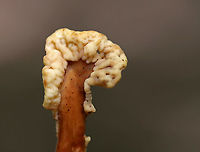 Fairy Fan Fungus - Spathulariopsis velutipes Habitat: Growing on the ground in a mixed forest<br />
https://www.jungledragon.com/image/89735/fairy_fan_fungus_-_spathulariopsis_velutipes.html<br />
https://www.jungledragon.com/image/89734/fairy_fan_fungus_-_spathulariopsis_velutipes.html Geotagged,Spathulariopsis,Spathulariopsis velutipes,Summer,United States,fungus