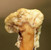 Fairy Fan Fungus - Spathulariopsis velutipes Habitat: Growing on the ground in a mixed forest<br />
https://www.jungledragon.com/image/89733/fairy_fan_fungus_-_spathulariopsis_velutipes.html<br />
https://www.jungledragon.com/image/89735/fairy_fan_fungus_-_spathulariopsis_velutipes.html Geotagged,Spathulariopsis velutipes,Summer,United States