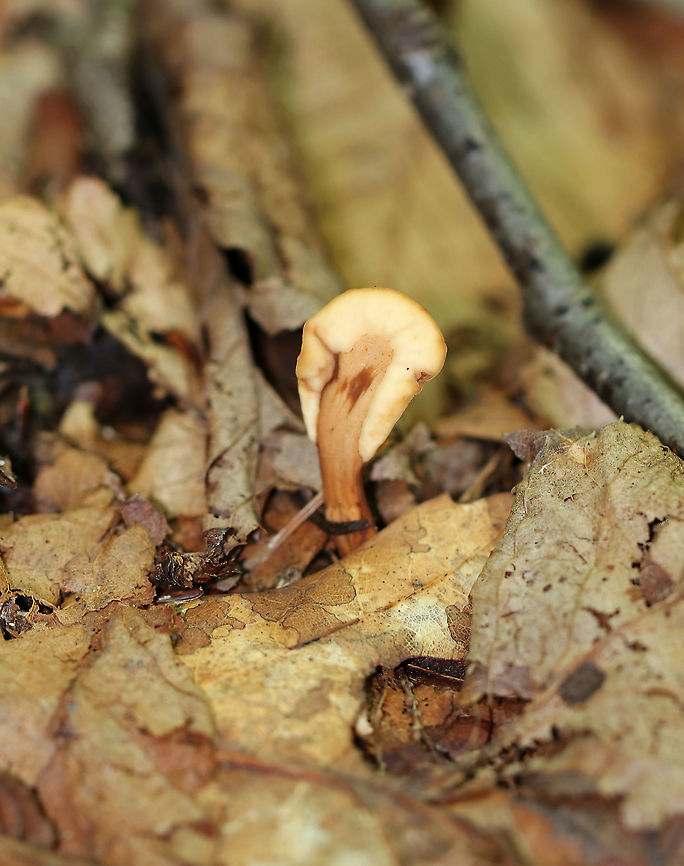 Fairy Fan Fungus - Spathulariopsis velutipes Habitat: Growing on the ground in a mixed forest<br />
<figure class="photo"><a href="https://www.jungledragon.com/image/89733/fairy_fan_fungus_-_spathulariopsis_velutipes.html" title="Fairy Fan Fungus - Spathulariopsis velutipes"><img src="https://s3.amazonaws.com/media.jungledragon.com/images/3232/89733_thumb.jpg?AWSAccessKeyId=05GMT0V3GWVNE7GGM1R2&Expires=1759968010&Signature=o0GbGEjMfTf0aPIK7RhoviBCwgs%3D" width="200" height="154" alt="Fairy Fan Fungus - Spathulariopsis velutipes Habitat: Growing on the ground in a mixed forest<br />
https://www.jungledragon.com/image/89735/fairy_fan_fungus_-_spathulariopsis_velutipes.html<br />
https://www.jungledragon.com/image/89734/fairy_fan_fungus_-_spathulariopsis_velutipes.html Geotagged,Spathulariopsis,Spathulariopsis velutipes,Summer,United States,fungus" /></a></figure><br />
<figure class="photo"><a href="https://www.jungledragon.com/image/89734/fairy_fan_fungus_-_spathulariopsis_velutipes.html" title="Fairy Fan Fungus - Spathulariopsis velutipes"><img src="https://s3.amazonaws.com/media.jungledragon.com/images/3232/89734_thumb.jpg?AWSAccessKeyId=05GMT0V3GWVNE7GGM1R2&Expires=1759968010&Signature=knhKo89Y6b3%2FUpIe1%2Fd5F8PrXHE%3D" width="200" height="196" alt="Fairy Fan Fungus - Spathulariopsis velutipes Habitat: Growing on the ground in a mixed forest<br />
https://www.jungledragon.com/image/89733/fairy_fan_fungus_-_spathulariopsis_velutipes.html<br />
https://www.jungledragon.com/image/89735/fairy_fan_fungus_-_spathulariopsis_velutipes.html Geotagged,Spathulariopsis velutipes,Summer,United States" /></a></figure> Geotagged,Spathulariopsis velutipes,Summer,United States