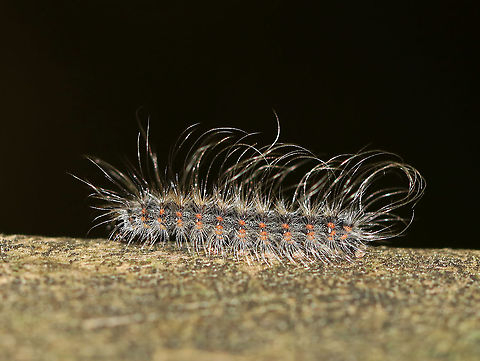 Fall Webworm - Hyphantria cunea Habitat: Mixed forest Fall webworm,Geotagged,Hyphantria,Hyphantria cunea,Summer,United States,caterpillar