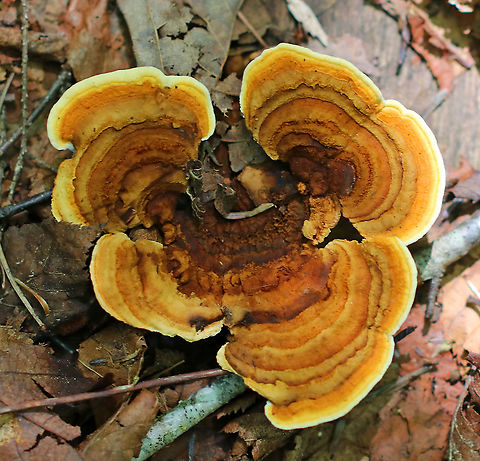 Gloeophyllum sepiarium Habitat: This was weird: I found it on the ground in a mixed forest…maybe it fell off/was pulled off a conifer??
https://www.jungledragon.com/image/89742/gloeophyllum_sepiarium.html
https://www.jungledragon.com/image/89743/gloeophyllum_sepiarium.html
https://www.jungledragon.com/image/89744/gloeophyllum_sepiarium.html Geotagged,Gloeophyllum,Gloeophyllum sepiarium,Summer,United States