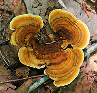 Gloeophyllum sepiarium Habitat: This was weird: I found it on the ground in a mixed forest…maybe it fell off/was pulled off a conifer??<br />
https://www.jungledragon.com/image/89742/gloeophyllum_sepiarium.html<br />
https://www.jungledragon.com/image/89743/gloeophyllum_sepiarium.html<br />
https://www.jungledragon.com/image/89744/gloeophyllum_sepiarium.html Geotagged,Gloeophyllum,Gloeophyllum sepiarium,Summer,United States