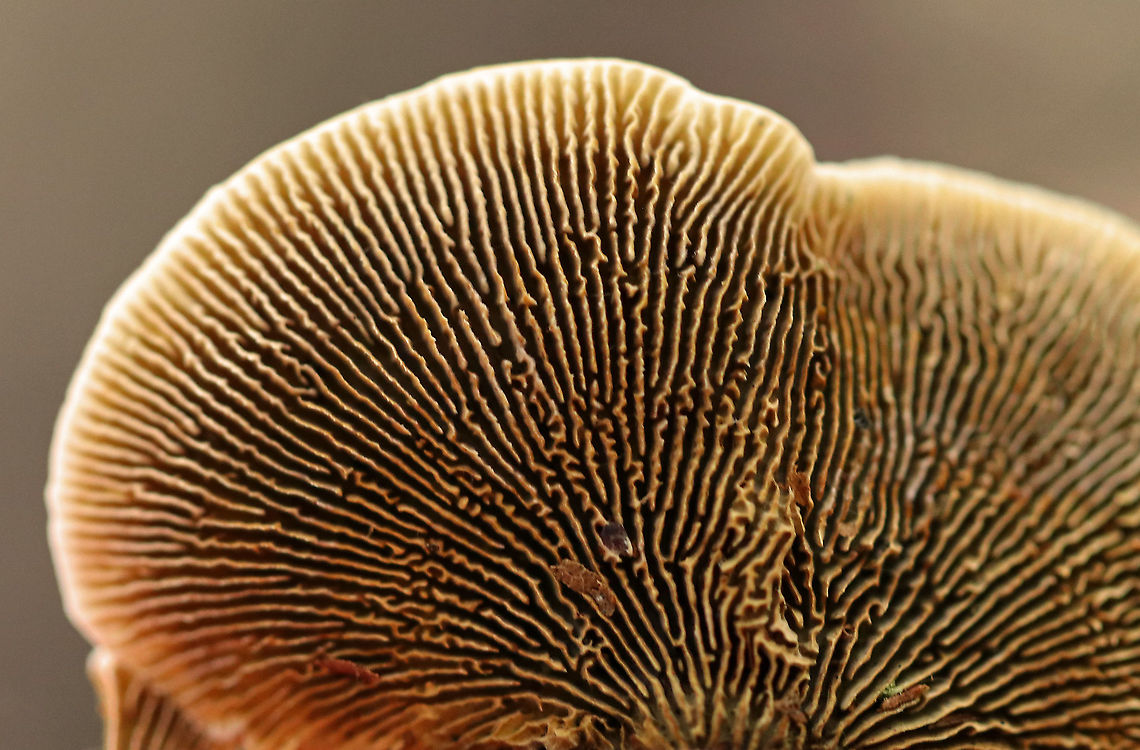 Gloeophyllum sepiarium Habitat: This was weird: I found it on the ground in a mixed forest&hellip;maybe it fell off/was pulled off a conifer??<br />
<figure class="photo"><a href="https://www.jungledragon.com/image/89744/gloeophyllum_sepiarium.html" title="Gloeophyllum sepiarium"><img src="https://s3.amazonaws.com/media.jungledragon.com/images/3232/89744_thumb.jpg?AWSAccessKeyId=05GMT0V3GWVNE7GGM1R2&Expires=1759968010&Signature=lzWZrrlG68CyBfsSbxfVoonNzyc%3D" width="200" height="146" alt="Gloeophyllum sepiarium Habitat: This was weird: I found it on the ground in a mixed forest&hellip;maybe it fell off/was pulled off a conifer??<br />
https://www.jungledragon.com/image/89743/gloeophyllum_sepiarium.html<br />
https://www.jungledragon.com/image/89742/gloeophyllum_sepiarium.html<br />
https://www.jungledragon.com/image/89741/gloeophyllum_sepiarium.html Geotagged,Gloeophyllum sepiarium,Summer,United States" /></a></figure><br />
<figure class="photo"><a href="https://www.jungledragon.com/image/89741/gloeophyllum_sepiarium.html" title="Gloeophyllum sepiarium"><img src="https://s3.amazonaws.com/media.jungledragon.com/images/3232/89741_thumb.jpg?AWSAccessKeyId=05GMT0V3GWVNE7GGM1R2&Expires=1759968010&Signature=6nT1oMsN%2FPtxIxqZE3eITeW22%2Fo%3D" width="200" height="192" alt="Gloeophyllum sepiarium Habitat: This was weird: I found it on the ground in a mixed forest&hellip;maybe it fell off/was pulled off a conifer??<br />
https://www.jungledragon.com/image/89742/gloeophyllum_sepiarium.html<br />
https://www.jungledragon.com/image/89743/gloeophyllum_sepiarium.html<br />
https://www.jungledragon.com/image/89744/gloeophyllum_sepiarium.html Geotagged,Gloeophyllum,Gloeophyllum sepiarium,Summer,United States" /></a></figure><br />
<figure class="photo"><a href="https://www.jungledragon.com/image/89743/gloeophyllum_sepiarium.html" title="Gloeophyllum sepiarium"><img src="https://s3.amazonaws.com/media.jungledragon.com/images/3232/89743_thumb.jpg?AWSAccessKeyId=05GMT0V3GWVNE7GGM1R2&Expires=1759968010&Signature=bADRo%2BSd4eJ5al6JEUfCKBW83dI%3D" width="108" height="152" alt="Gloeophyllum sepiarium Habitat: This was weird: I found it on the ground in a mixed forest&hellip;maybe it fell off/was pulled off a conifer??<br />
https://www.jungledragon.com/image/89744/gloeophyllum_sepiarium.html<br />
https://www.jungledragon.com/image/89742/gloeophyllum_sepiarium.html<br />
https://www.jungledragon.com/image/89741/gloeophyllum_sepiarium.html Geotagged,Gloeophyllum sepiarium,Summer,United States" /></a></figure> Geotagged,Gloeophyllum sepiarium,Summer,United States