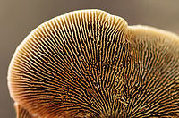 Gloeophyllum sepiarium Habitat: This was weird: I found it on the ground in a mixed forest…maybe it fell off/was pulled off a conifer??<br />
https://www.jungledragon.com/image/89744/gloeophyllum_sepiarium.html<br />
https://www.jungledragon.com/image/89741/gloeophyllum_sepiarium.html<br />
https://www.jungledragon.com/image/89743/gloeophyllum_sepiarium.html Geotagged,Gloeophyllum sepiarium,Summer,United States