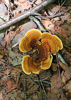 Gloeophyllum sepiarium Habitat: This was weird: I found it on the ground in a mixed forest…maybe it fell off/was pulled off a conifer??
https://www.jungledragon.com/image/89744/gloeophyllum_sepiarium.html
https://www.jungledragon.com/image/89742/gloeophyllum_sepiarium.html
https://www.jungledragon.com/image/89741/gloeophyllum_sepiarium.html Geotagged,Gloeophyllum sepiarium,Summer,United States