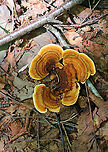 Gloeophyllum sepiarium Habitat: This was weird: I found it on the ground in a mixed forest…maybe it fell off/was pulled off a conifer??<br />
https://www.jungledragon.com/image/89744/gloeophyllum_sepiarium.html<br />
https://www.jungledragon.com/image/89742/gloeophyllum_sepiarium.html<br />
https://www.jungledragon.com/image/89741/gloeophyllum_sepiarium.html Geotagged,Gloeophyllum sepiarium,Summer,United States