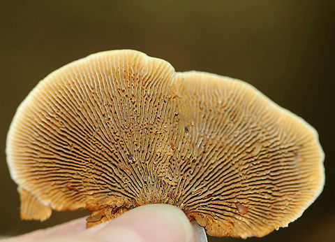 Gloeophyllum sepiarium Habitat: This was weird: I found it on the ground in a mixed forest&hellip;maybe it fell off/was pulled off a conifer??
https://www.jungledragon.com/image/89743/gloeophyllum_sepiarium.html
https://www.jungledragon.com/image/89742/gloeophyllum_sepiarium.html
https://www.jungledragon.com/image/89741/gloeophyllum_sepiarium.html Geotagged,Gloeophyllum sepiarium,Summer,United States