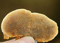 Gloeophyllum sepiarium Habitat: This was weird: I found it on the ground in a mixed forest…maybe it fell off/was pulled off a conifer??<br />
https://www.jungledragon.com/image/89743/gloeophyllum_sepiarium.html<br />
https://www.jungledragon.com/image/89742/gloeophyllum_sepiarium.html<br />
https://www.jungledragon.com/image/89741/gloeophyllum_sepiarium.html Geotagged,Gloeophyllum sepiarium,Summer,United States