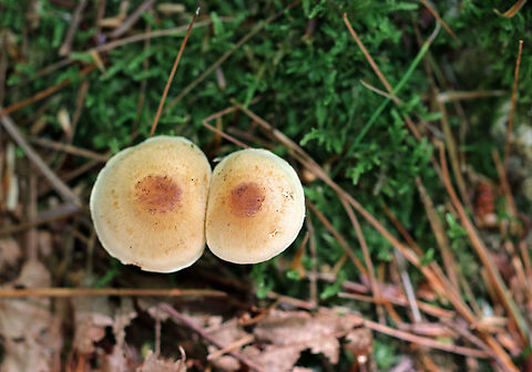 Mushrooms - Agaricales Speaking of fungi that resemble body parts, I think these mushrooms qualify...

Don't yet know what these are...Hypholoma sp.? Pholiota sp.? Neither?

Habitat: Mixed forest
https://www.jungledragon.com/image/89747/mushrooms_-_agaricales.html
https://www.jungledragon.com/image/89746/mushrooms_-_agaricales.html Agaricales,Geotagged,Summer,United States,fungus,mushrooms