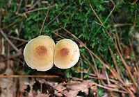 Mushrooms - Agaricales Speaking of fungi that resemble body parts, I think these mushrooms qualify...<br />
<br />
Don't yet know what these are...Hypholoma sp.? Pholiota sp.? Neither?<br />
<br />
Habitat: Mixed forest<br />
https://www.jungledragon.com/image/89747/mushrooms_-_agaricales.html<br />
https://www.jungledragon.com/image/89746/mushrooms_-_agaricales.html Agaricales,Geotagged,Summer,United States,fungus,mushrooms