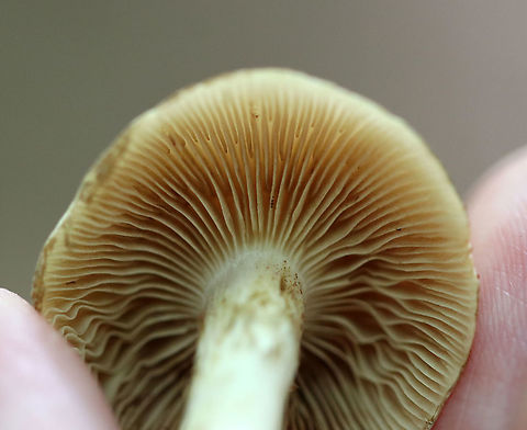 Mushrooms - Agaricales Don't yet know what these are...Hypholoma sp.? Pholiota sp.? Neither?

Habitat: Mixed forest
https://www.jungledragon.com/image/89745/mushrooms_-_agaricales.html
https://www.jungledragon.com/image/89747/mushrooms_-_agaricales.html Geotagged,Summer,United States