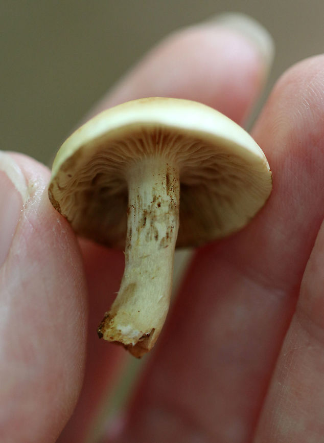 Mushrooms - Agaricales Don't yet know what these are...Hypholoma sp.? Pholiota sp.? Neither?<br />
<br />
Habitat: Mixed forest<br />
<figure class="photo"><a href="https://www.jungledragon.com/image/89745/mushrooms_-_agaricales.html" title="Mushrooms - Agaricales"><img src="https://s3.amazonaws.com/media.jungledragon.com/images/3232/89745_thumb.jpg?AWSAccessKeyId=05GMT0V3GWVNE7GGM1R2&Expires=1769040010&Signature=JLYJYuU2%2BLlUBgCAu0A%2Fe%2F8ZbQY%3D" width="200" height="140" alt="Mushrooms - Agaricales Speaking of fungi that resemble body parts, I think these mushrooms qualify...<br />
<br />
Don't yet know what these are...Hypholoma sp.? Pholiota sp.? Neither?<br />
<br />
Habitat: Mixed forest<br />
https://www.jungledragon.com/image/89747/mushrooms_-_agaricales.html<br />
https://www.jungledragon.com/image/89746/mushrooms_-_agaricales.html Agaricales,Geotagged,Summer,United States,fungus,mushrooms" /></a></figure><br />
<figure class="photo"><a href="https://www.jungledragon.com/image/89746/mushrooms_-_agaricales.html" title="Mushrooms - Agaricales"><img src="https://s3.amazonaws.com/media.jungledragon.com/images/3232/89746_thumb.jpg?AWSAccessKeyId=05GMT0V3GWVNE7GGM1R2&Expires=1769040010&Signature=sxVUnS8RAF8kHM30Dsuy7f2sQ4w%3D" width="200" height="164" alt="Mushrooms - Agaricales Don't yet know what these are...Hypholoma sp.? Pholiota sp.? Neither?<br />
<br />
Habitat: Mixed forest<br />
https://www.jungledragon.com/image/89745/mushrooms_-_agaricales.html<br />
https://www.jungledragon.com/image/89747/mushrooms_-_agaricales.html Geotagged,Summer,United States" /></a></figure> Geotagged,Summer,United States
