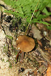 Rooting Shank - Oudemansiella radicata Cap: Caramel-brownish color; lined, wavy margin; central bump<br />
Gills: White; short gills present; attached; brownish spores<br />
Stem: White near apex with some tan in the middle, then white at base; apex and base were tapered a bit; the stem was really long and quite a bit of it was buried; it was brittle<br />
Habitat: Growing on wood in a mixed forest<br />
https://www.jungledragon.com/image/89750/rooting_shank_-_oudemansiella_radicata.html<br />
https://www.jungledragon.com/image/89749/rooting_shank_-_oudemansiella_radicata.html Geotagged,Oudemansiella,Oudemansiella radicata,Summer,United States,Xerula radicata,mushroom,rooting shank