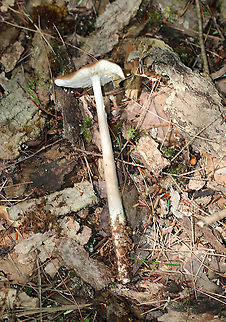Rooting Shank - Oudemansiella radicata Cap: Caramel-brownish color; lined, wavy margin; central bump
Gills: White; short gills present; attached; brownish spores
Stem: White near apex with some tan in the middle, then white at base; apex and base were tapered a bit; the stem was really long and quite a bit of it was buried; it was brittle
Habitat: Growing on wood in a mixed forest
https://www.jungledragon.com/image/89748/rooting_shank_-_oudemansiella_radicata.html
https://www.jungledragon.com/image/89750/rooting_shank_-_oudemansiella_radicata.html Geotagged,Summer,United States,Xerula radicata