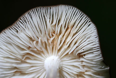 Rooting Shank - Oudemansiella radicata Cap: Caramel-brownish color; lined, wavy margin; central bump
Gills: White; short gills present; attached; brownish spores
Stem: White near apex with some tan in the middle, then white at base; apex and base were tapered a bit; the stem was really long and quite a bit of it was buried; it was brittle
Habitat: Growing on wood in a mixed forest
https://www.jungledragon.com/image/89748/rooting_shank_-_oudemansiella_radicata.html
https://www.jungledragon.com/image/89749/rooting_shank_-_oudemansiella_radicata.html Geotagged,Summer,United States,Xerula radicata