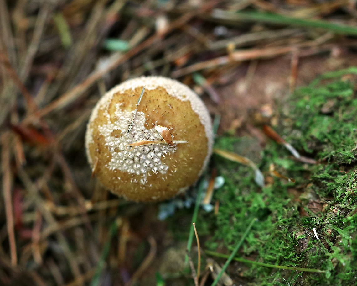 Puffball - Lycoperdon sp. Habitat: Growing on mossy wood in a mixed forest. <br />
<figure class="photo"><a href="https://www.jungledragon.com/image/89752/puffball_-_lycoperdon_sp.html" title="Puffball - Lycoperdon sp."><img src="https://s3.amazonaws.com/media.jungledragon.com/images/3232/89752_thumb.jpg?AWSAccessKeyId=05GMT0V3GWVNE7GGM1R2&Expires=1759968010&Signature=yGSkZCDElMwm3ao5kv%2FGGxAz1Ho%3D" width="140" height="152" alt="Puffball - Lycoperdon sp. The spore mass was snarky green!<br />
<br />
Habitat: Growing on mossy wood in a mixed forest.<br />
https://www.jungledragon.com/image/89751/puffball_-_lycoperdon_sp.html Geotagged,Summer,United States,lycoperdon,puffball" /></a></figure> Geotagged,Lycoperdon,Summer,United States,puffball