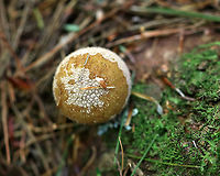 Puffball - Lycoperdon sp. Habitat: Growing on mossy wood in a mixed forest. <br />
https://www.jungledragon.com/image/89752/puffball_-_lycoperdon_sp.html Geotagged,Lycoperdon,Summer,United States,puffball