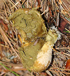 Puffball - Lycoperdon sp. The spore mass was snarky green!<br />
<br />
Habitat: Growing on mossy wood in a mixed forest.<br />
https://www.jungledragon.com/image/89751/puffball_-_lycoperdon_sp.html Geotagged,Summer,United States,lycoperdon,puffball
