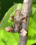 Araneus nordmanni (Male) Habitat: Resting on vegetation beside a pond<br />
https://www.jungledragon.com/image/89754/araneus_nordmanni_male.html Araneus,Araneus nordmanni,Geotagged,Summer,United States,spider