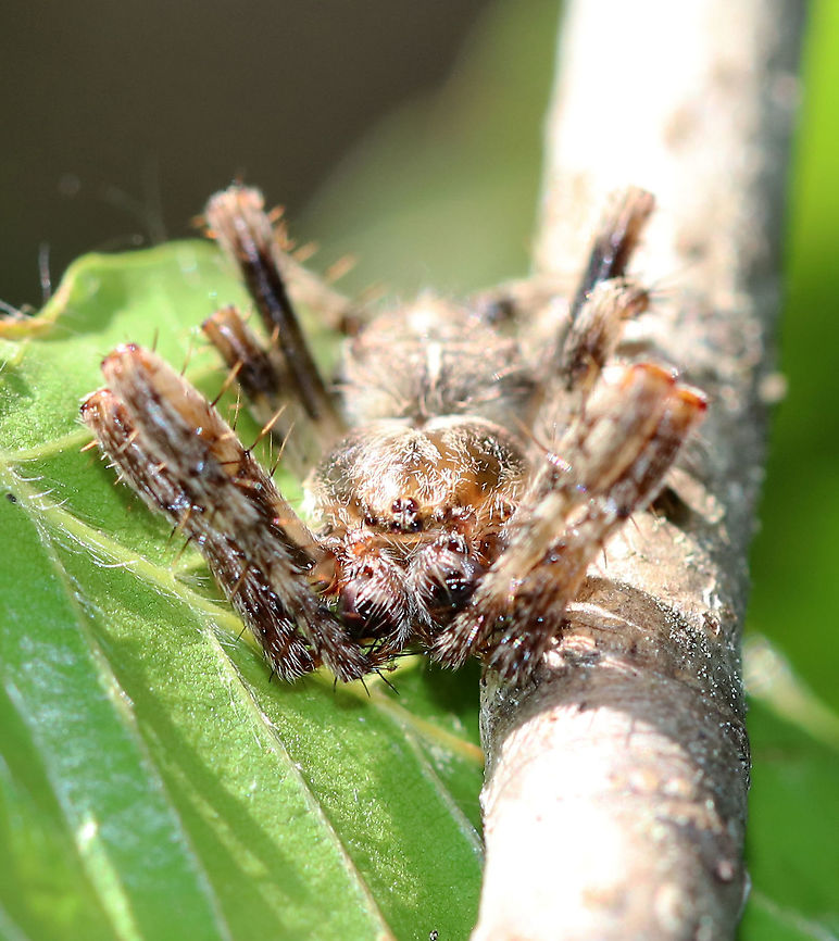 Araneus nordmanni (Male) Habitat: Resting on vegetation beside a pond<br />
<figure class="photo"><a href="https://www.jungledragon.com/image/89753/araneus_nordmanni_male.html" title="Araneus nordmanni (Male)"><img src="https://s3.amazonaws.com/media.jungledragon.com/images/3232/89753_thumb.jpg?AWSAccessKeyId=05GMT0V3GWVNE7GGM1R2&Expires=1759968010&Signature=7V7G%2F8dtj2lr%2BEtzDp%2BI%2FG1lK30%3D" width="124" height="152" alt="Araneus nordmanni (Male) Habitat: Resting on vegetation beside a pond<br />
https://www.jungledragon.com/image/89754/araneus_nordmanni_male.html Araneus,Araneus nordmanni,Geotagged,Summer,United States,spider" /></a></figure> Araneus nordmanni,Geotagged,Summer,United States