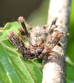 Araneus nordmanni (Male) Habitat: Resting on vegetation beside a pond
https://www.jungledragon.com/image/89753/araneus_nordmanni_male.html Araneus nordmanni,Geotagged,Summer,United States