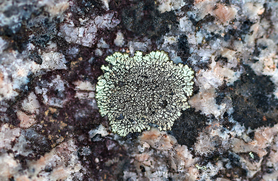 Golden Moonglow Lichen - Dimelaena oreina Pale green thallus with black apothecia.<br />
<br />
Habitat: Growing on rocks along the coast Dimelaena oreina,Geotagged,Golden Moonglow Lichen,Spring,United States,lichen