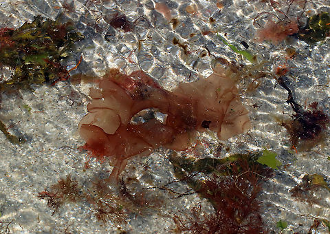 Atlantic Nori - Porphyra umbilicalis Nori is a type of red algae that thrives along the harsh Maine coast despite the pounding waves, baking sun, and strong winds of the intertidal zone. It's a popular edible.

Habitat: Intertidal zone Geotagged,Laverbread,Porphyra umbilicalis,Spring,United States,atrlantic nori,laver,nori,porphyra,slake