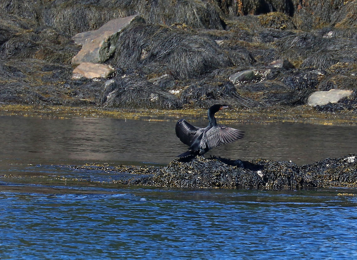 Double-crested Cormorant - Phalacrocorax auritus Frequently seen along the coast with their wings spread out. They do this after diving to dry their wings off because they aren&#039;t waterproof.<br />
<br />
Habitat: Coast<br />
<figure class="photo"><a href="https://www.jungledragon.com/image/89778/double-crested_cormorant_-_phalacrocorax_auritus.html" title="Double-crested Cormorant - Phalacrocorax auritus"><img src="https://s3.amazonaws.com/media.jungledragon.com/images/3232/89778_thumb.jpg?AWSAccessKeyId=05GMT0V3GWVNE7GGM1R2&Expires=1759968010&Signature=bLFMdoYHfrEvKdIp6TIKSC2nxgg%3D" width="200" height="122" alt="Double-crested Cormorant - Phalacrocorax auritus Frequently seen along the coast with their wings spread out. They do this after diving to dry their wings off because they aren&#039;t waterproof.<br />
<br />
Habitat: Coast<br />
https://www.jungledragon.com/image/89777/double-crested_cormorant_-_phalacrocorax_auritus.html Double-crested cormorant,Geotagged,Phalacrocorax auritus,Spring,United States" /></a></figure> Double-crested cormorant,Geotagged,Phalacrocorax,Phalacrocorax auritus,Spring,United States,cormorant