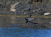 Double-crested Cormorant - Phalacrocorax auritus Frequently seen along the coast with their wings spread out. They do this after diving to dry their wings off because they aren't waterproof.<br />
<br />
Habitat: Coast<br />
https://www.jungledragon.com/image/89778/double-crested_cormorant_-_phalacrocorax_auritus.html Double-crested cormorant,Geotagged,Phalacrocorax,Phalacrocorax auritus,Spring,United States,cormorant
