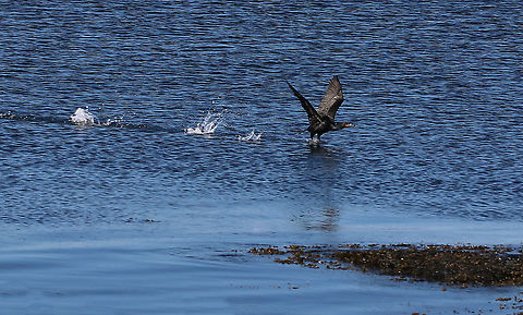 Double-crested Cormorant - Phalacrocorax auritus Frequently seen along the coast with their wings spread out. They do this after diving to dry their wings off because they aren't waterproof.

Habitat: Coast
https://www.jungledragon.com/image/89777/double-crested_cormorant_-_phalacrocorax_auritus.html Double-crested cormorant,Geotagged,Phalacrocorax auritus,Spring,United States