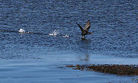 Double-crested Cormorant - Phalacrocorax auritus Frequently seen along the coast with their wings spread out. They do this after diving to dry their wings off because they aren't waterproof.<br />
<br />
Habitat: Coast<br />
https://www.jungledragon.com/image/89777/double-crested_cormorant_-_phalacrocorax_auritus.html Double-crested cormorant,Geotagged,Phalacrocorax auritus,Spring,United States