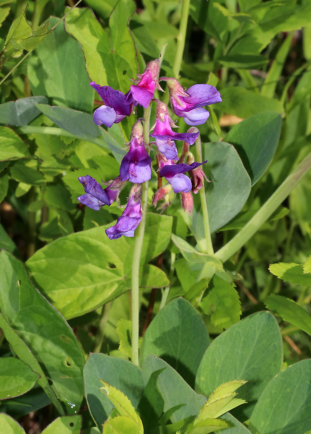 Beach Pea - Lathyrus japonicus The seeds of this plant can float and they remain viable for long periods of time in the ocean, which helps to explain its circumboreal distribution.<br />
<br />
Habitat: Coast Beach Pea,Geotagged,Lathyrus,Lathyrus japonicus,Spring,United States,beach vetchling