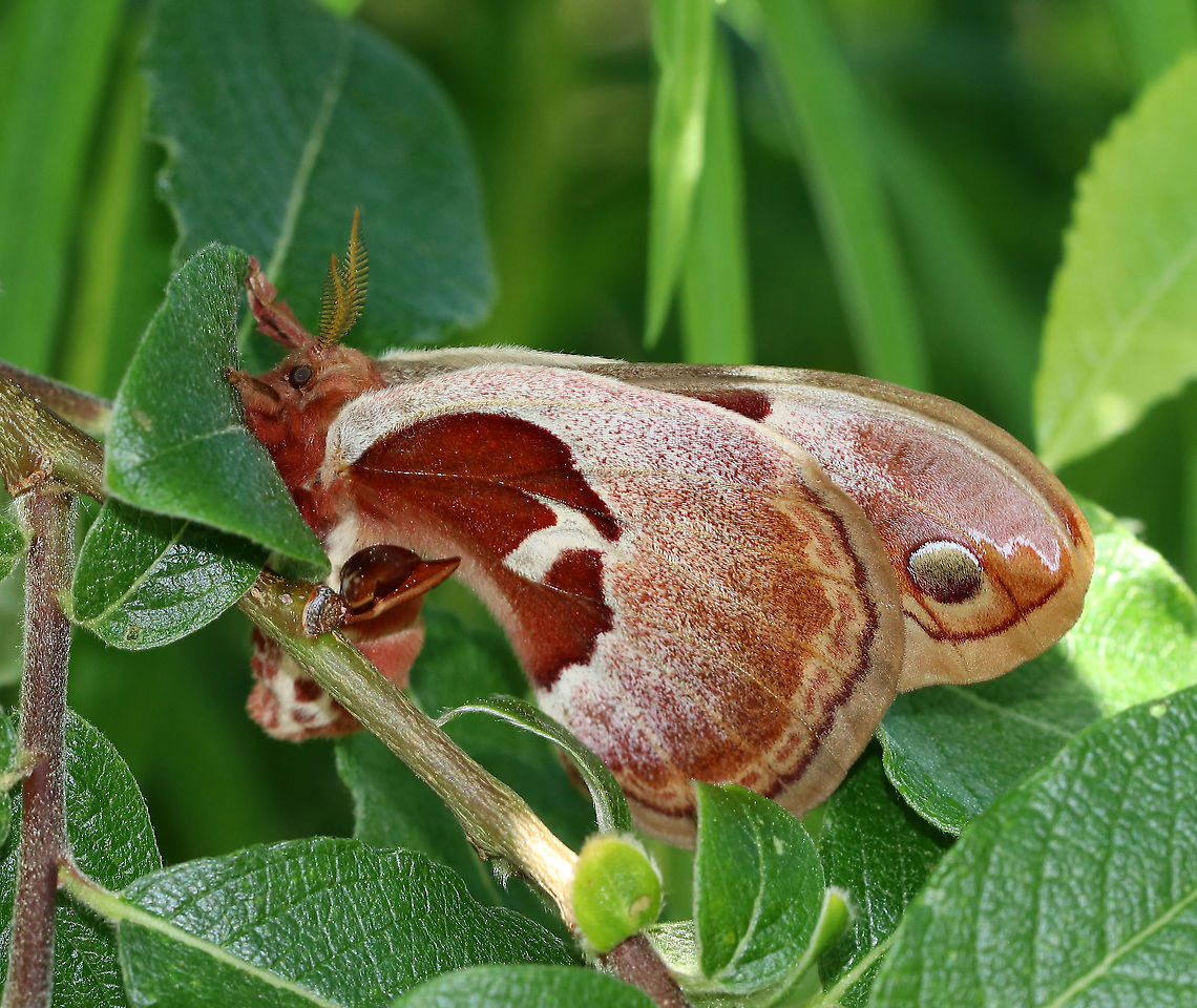 Promethea Silkmoth (Female) - Callosamia promethea Promethea moths are found in the eastern half of North America. As with other giant silk moths, adults do not feed. The larvae do feed, however, on a wide variety of plants such as spicebush, sassafras, tulip tree, lilac, ash, and more. <br />
<br />
Habitat: Resting on a shrub...no idea what it was. Callosamia promethea,Geotagged,Promethea silkmoth,Spicebush Silkmoth,Spring,United States,giant silk moth,moth
