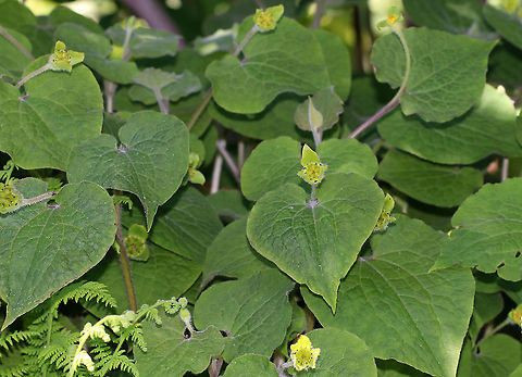 Upright Wild Ginger - Saruma henryi Maine is an odd place for this plant. It's endemic to China and is listed as endangered.

Habitat: Near a forest edge Geotagged,Saruma,Saruma henryi,Spring,United States,ginger,upright wild ginger