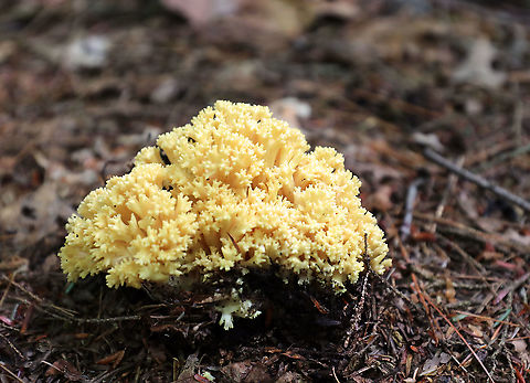 Ramaria sp. The fruiting body was at least 6-8 cm wide. It was pale yellow with a white base. 

Habitat: Growing on the ground in a mixed, but mostly coniferous forest.

 Geotagged,Summer,United States,ramaria