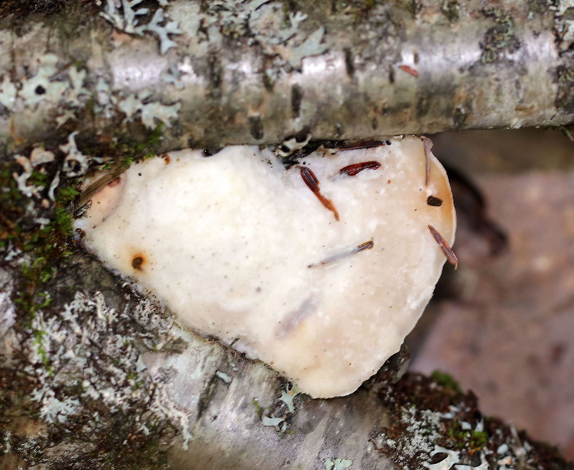 White Cheese Polypore - Tyromyces chioneus Soft, whitish fruiting body with pores on the underside. <br />
<br />
Habitat: Growing on birch twigs. Geotagged,Summer,Tyromyces,Tyromyces chioneus,United States,White Cheese Polypore,polypore