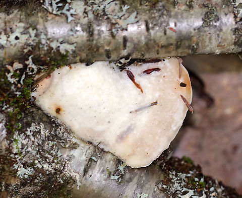 White Cheese Polypore - Tyromyces chioneus Soft, whitish fruiting body with pores on the underside. 

Habitat: Growing on birch twigs. Geotagged,Summer,Tyromyces,Tyromyces chioneus,United States,White Cheese Polypore,polypore