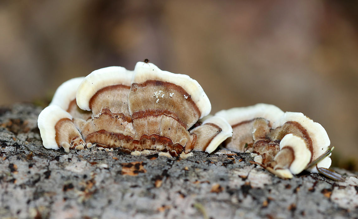 Turkey Tail - Trametes versicolor Growing on hardwood Geotagged,Summer,Trametes,Trametes versicolor,Turkey Tail,United States