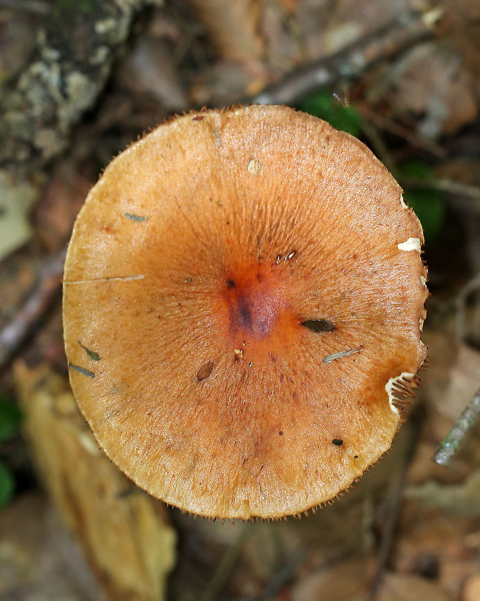Corrugated Cortinarius - Cortinarius corrugatus Wrinkled, orange/brown cap with a darker central bump. Brown gills. Tannish yellow stem that bruised when handled. <br />
<br />
Habitat: Growing on the ground in a mixed forest.<br />
<figure class="photo"><a href="https://www.jungledragon.com/image/89801/corrugated_cortinarius_-_cortinarius_corrugatus.html" title="Corrugated Cortinarius - Cortinarius corrugatus"><img src="https://s3.amazonaws.com/media.jungledragon.com/images/3232/89801_thumb.jpg?AWSAccessKeyId=05GMT0V3GWVNE7GGM1R2&Expires=1759968010&Signature=EMi48iVfaNXR96G2aUqyAqE%2B4Mw%3D" width="200" height="130" alt="Corrugated Cortinarius - Cortinarius corrugatus Wrinkled, orange/brown cap with a darker central bump. Brown gills. Tannish yellow stem that bruised when handled.<br />
<br />
Habitat: Growing on the ground in a mixed forest.<br />
https://www.jungledragon.com/image/89799/corrugated_cortinarius_-_cortinarius_corrugatus.html<br />
https://www.jungledragon.com/image/89800/corrugated_cortinarius_-_cortinarius_corrugatus.html Corrugated Cortinarius,Cortinarius corrugatus,Geotagged,Summer,United States" /></a></figure><br />
<figure class="photo"><a href="https://www.jungledragon.com/image/89800/corrugated_cortinarius_-_cortinarius_corrugatus.html" title="Corrugated Cortinarius - Cortinarius corrugatus"><img src="https://s3.amazonaws.com/media.jungledragon.com/images/3232/89800_thumb.jpg?AWSAccessKeyId=05GMT0V3GWVNE7GGM1R2&Expires=1759968010&Signature=ydjevwfF9cStvTDZ64AsZ04knGM%3D" width="200" height="144" alt="Corrugated Cortinarius - Cortinarius corrugatus Wrinkled, orange/brown cap with a darker central bump. Brown gills. Tannish yellow stem that bruised when handled.<br />
<br />
Habitat: Growing on the ground in a mixed forest.<br />
https://www.jungledragon.com/image/89799/corrugated_cortinarius_-_cortinarius_corrugatus.html<br />
https://www.jungledragon.com/image/89801/corrugated_cortinarius_-_cortinarius_corrugatus.html Corrugated Cortinarius,Cortinarius corrugatus,Geotagged,Summer,United States" /></a></figure><br />
 Corrugated Cortinarius,Cortinarius corrugatus,Geotagged,Summer,United States,cortinar,cortinarius,mushroom