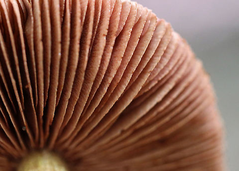 Corrugated Cortinarius - Cortinarius corrugatus Wrinkled, orange/brown cap with a darker central bump. Brown gills. Tannish yellow stem that bruised when handled.

Habitat: Growing on the ground in a mixed forest.
https://www.jungledragon.com/image/89799/corrugated_cortinarius_-_cortinarius_corrugatus.html
https://www.jungledragon.com/image/89801/corrugated_cortinarius_-_cortinarius_corrugatus.html Corrugated Cortinarius,Cortinarius corrugatus,Geotagged,Summer,United States