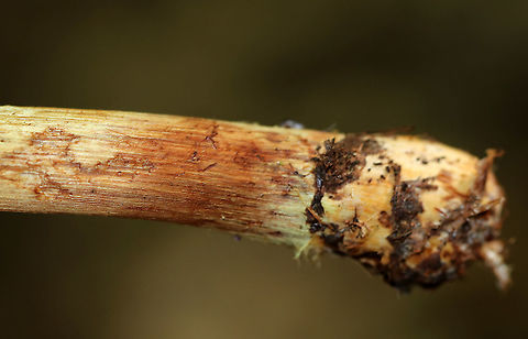 Corrugated Cortinarius - Cortinarius corrugatus Wrinkled, orange/brown cap with a darker central bump. Brown gills. Tannish yellow stem that bruised when handled.

Habitat: Growing on the ground in a mixed forest.
https://www.jungledragon.com/image/89799/corrugated_cortinarius_-_cortinarius_corrugatus.html
https://www.jungledragon.com/image/89800/corrugated_cortinarius_-_cortinarius_corrugatus.html Corrugated Cortinarius,Cortinarius corrugatus,Geotagged,Summer,United States